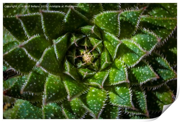 Directly above shot of Lace Aloe or Aristaloe aristata, abstract plant shot with green circular pattern Print by Kristof Bellens