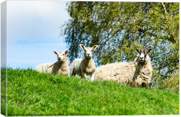 Sheep and two lambs Canvas Print by Keith Douglas