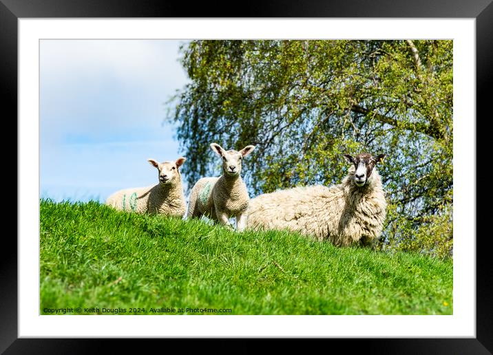 Sheep and two lambs Framed Mounted Print by Keith Douglas