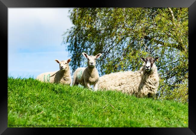 Sheep and two lambs Framed Print by Keith Douglas