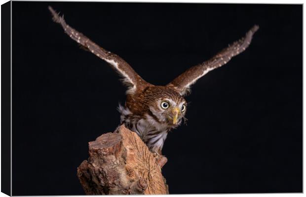 eurasian pygmy owl Canvas Print by Alan Tunnicliffe