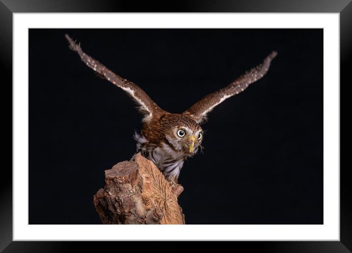 eurasian pygmy owl Framed Mounted Print by Alan Tunnicliffe