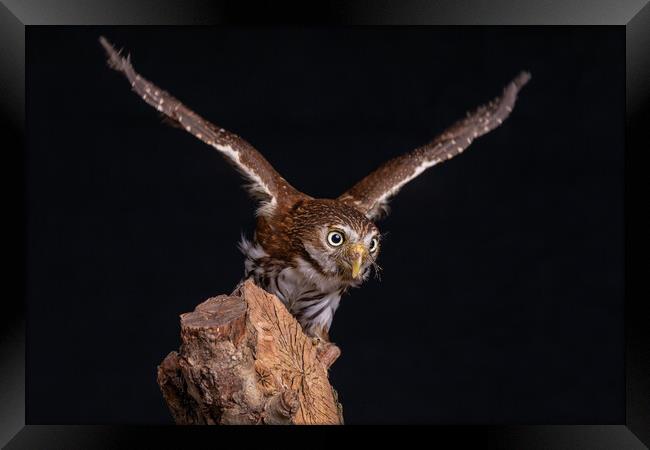 eurasian pygmy owl Framed Print by Alan Tunnicliffe