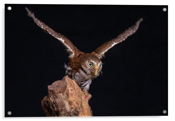 eurasian pygmy owl Acrylic by Alan Tunnicliffe