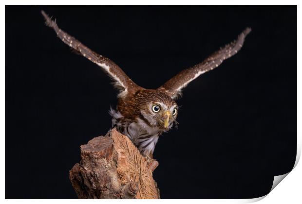 eurasian pygmy owl Print by Alan Tunnicliffe