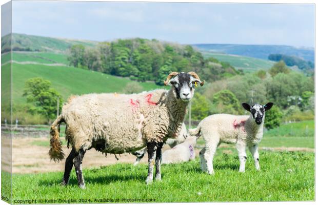 Sheep and Lamb Canvas Print by Keith Douglas