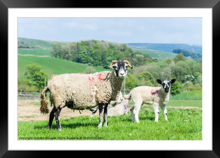 Sheep and Lamb Framed Mounted Print by Keith Douglas