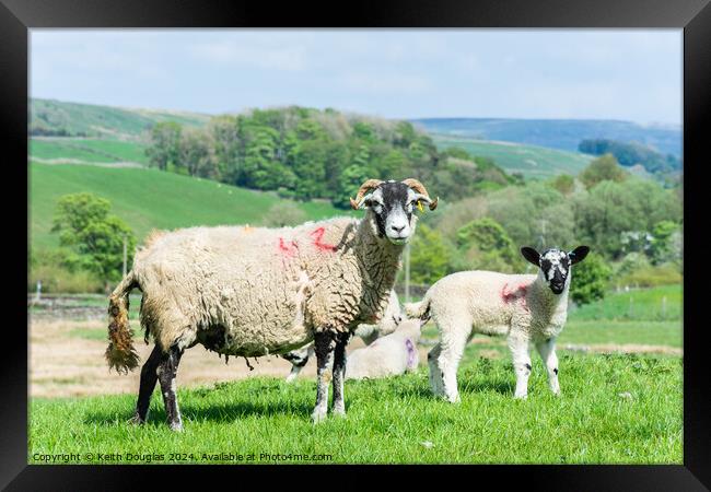 Sheep and Lamb Framed Print by Keith Douglas