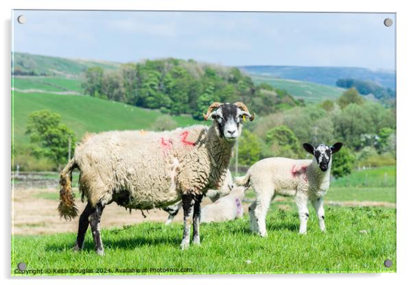 Sheep and Lamb Acrylic by Keith Douglas