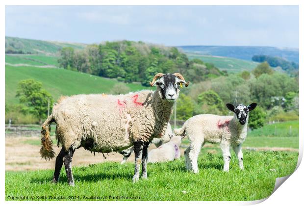 Sheep and Lamb Print by Keith Douglas