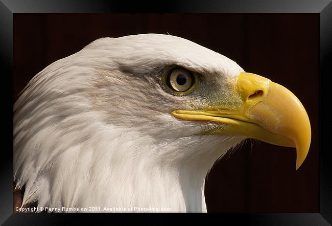 eagle close up Framed Print by Elouera Photography