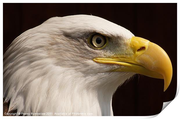 eagle close up Print by Elouera Photography