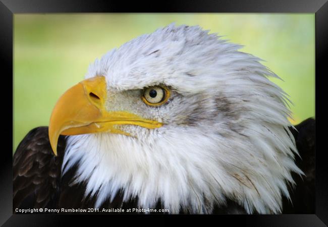 american bald eagle Framed Print by Elouera Photography