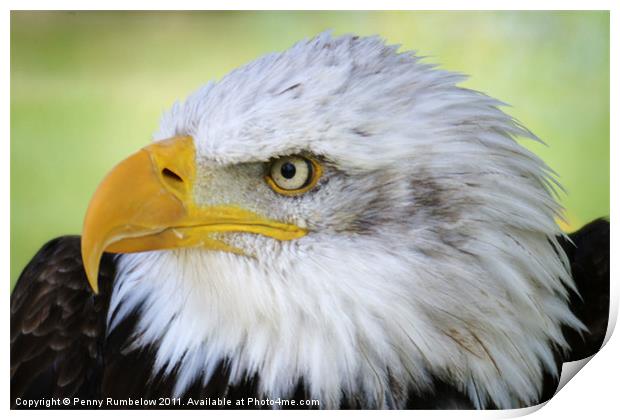 american bald eagle Print by Elouera Photography