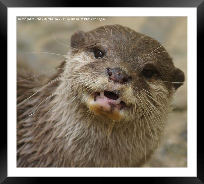 otter Framed Mounted Print by Elouera Photography