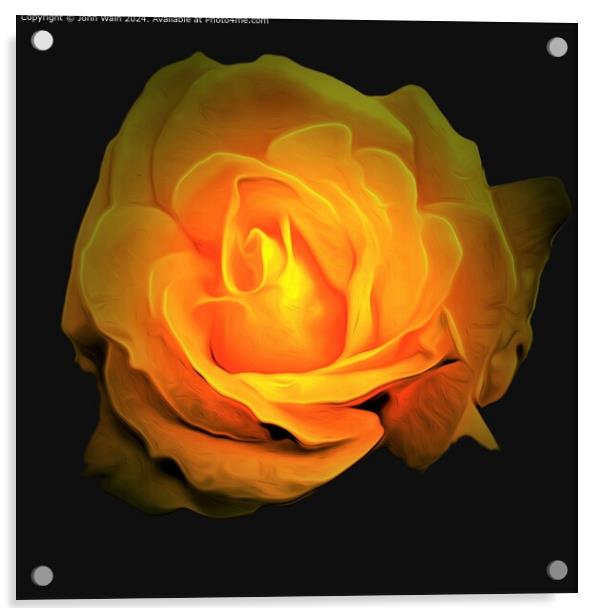 Yellow Rose Raindrops Close-up Acrylic by John Wain