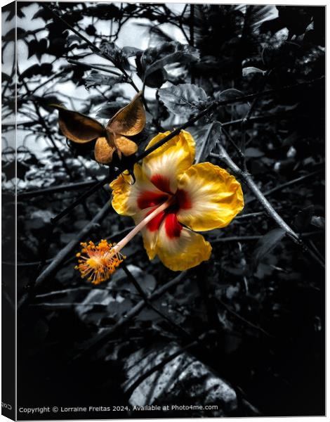 Hibiscus Flower Canvas Print by Lorraine Freitas