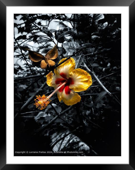 Hibiscus Flower Framed Mounted Print by Lorraine Freitas