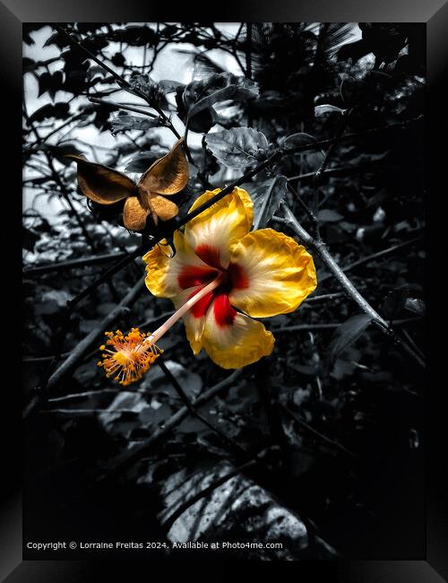 Hibiscus Flower Framed Print by Lorraine Freitas