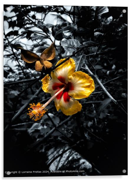 Hibiscus Flower Acrylic by Lorraine Freitas