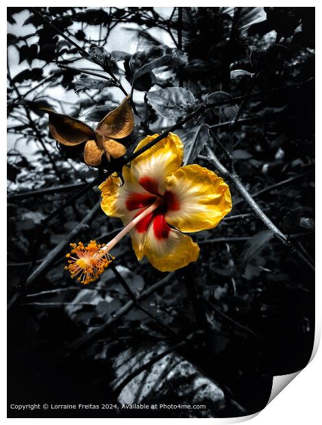 Hibiscus Flower Print by Lorraine Freitas