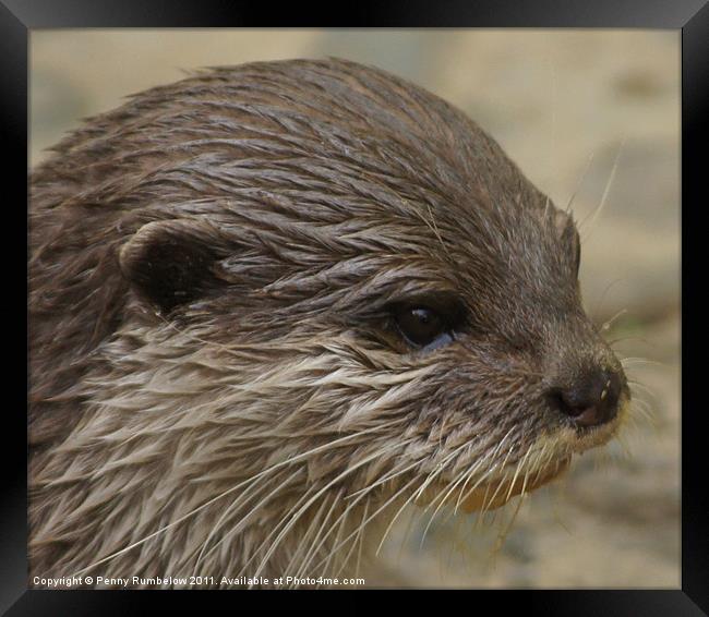 otter close up Framed Print by Elouera Photography