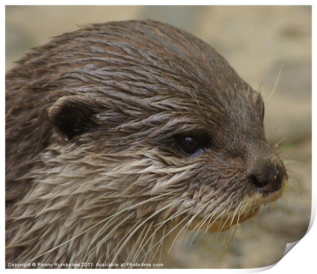 otter close up Print by Elouera Photography