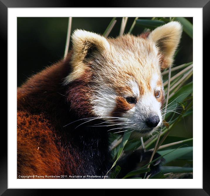 red panda Framed Mounted Print by Elouera Photography