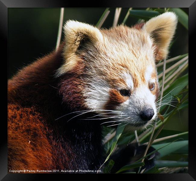 red panda Framed Print by Elouera Photography