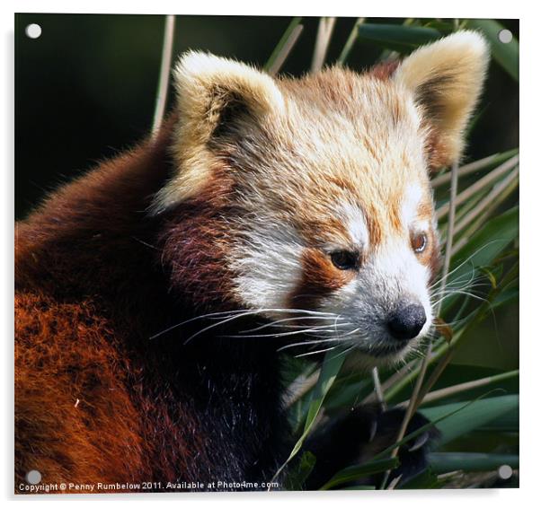 red panda Acrylic by Elouera Photography