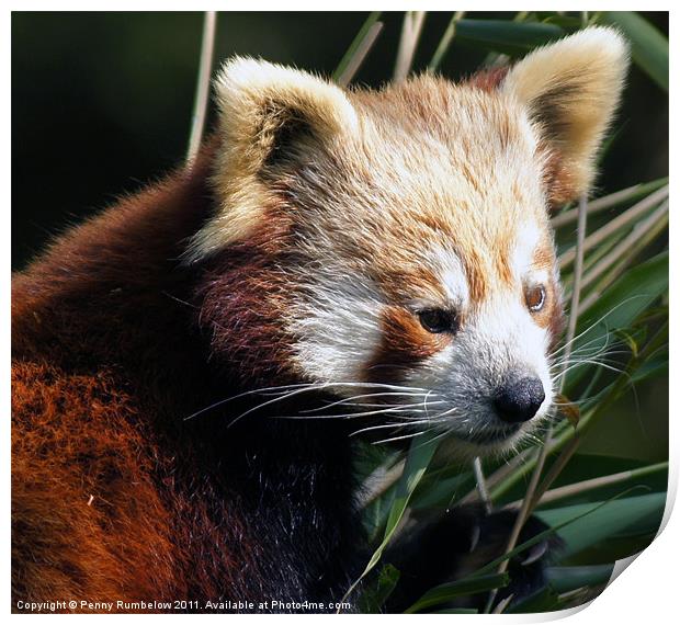 red panda Print by Elouera Photography