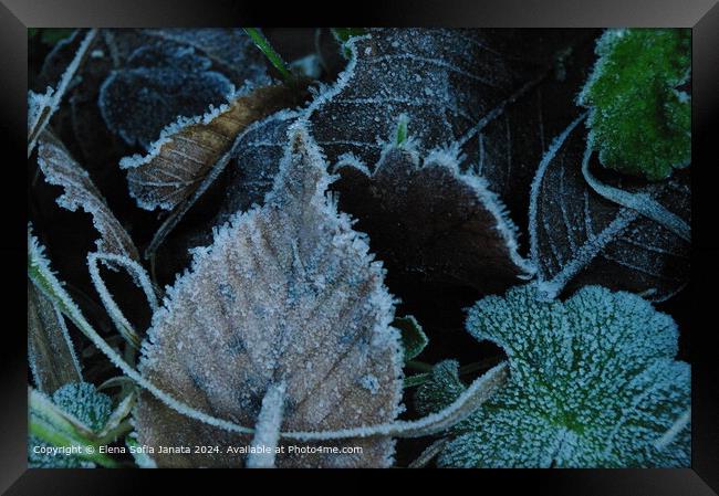 Frozen Leaf Textures in Fiastra Framed Print by Elena Sofia Janata
