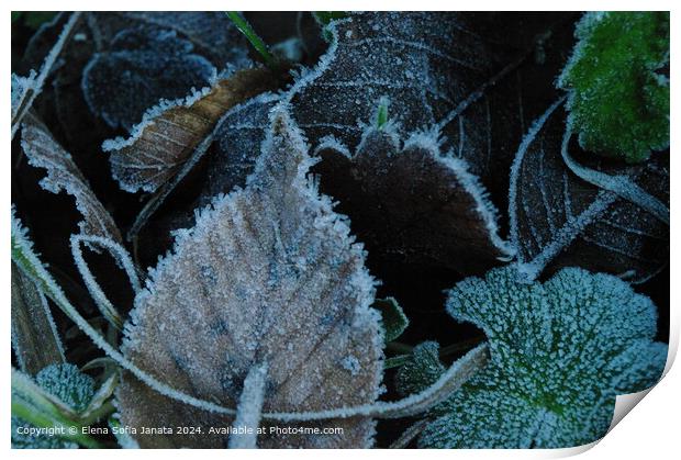 Frozen Leaf Textures in Fiastra Print by Elena Sofia Janata