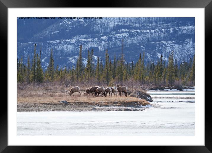 Snowy Mountain Goats in Canadian Rockies Framed Mounted Print by rawshutterbug 