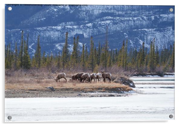 Snowy Mountain Goats in Canadian Rockies Acrylic by rawshutterbug 
