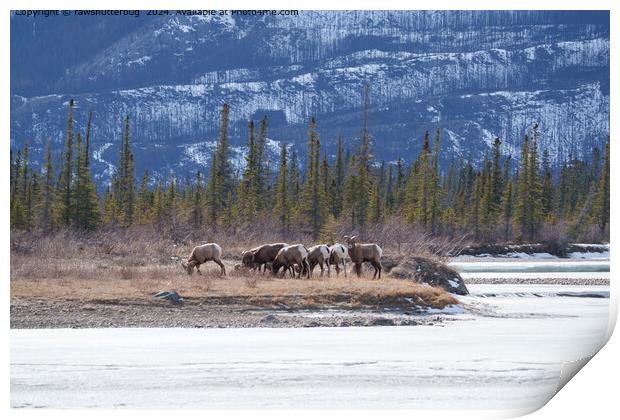 Snowy Mountain Goats in Canadian Rockies Print by rawshutterbug 