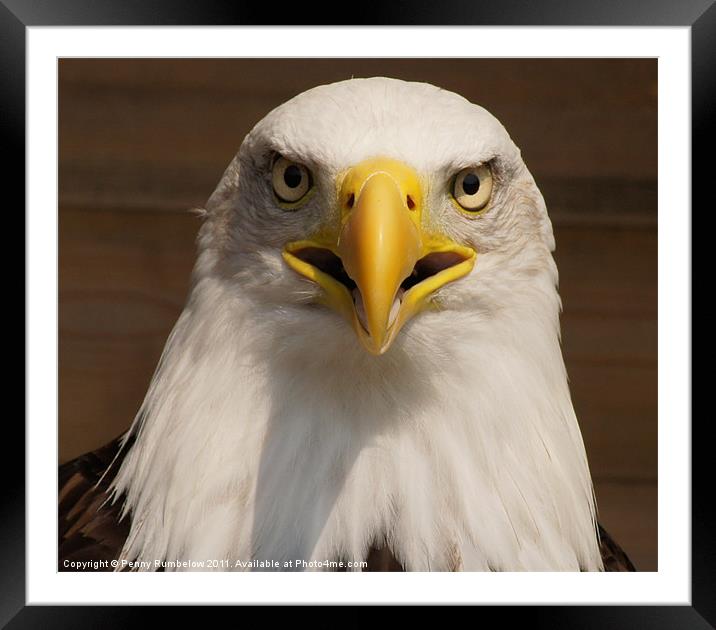 bald eagle Framed Mounted Print by Elouera Photography