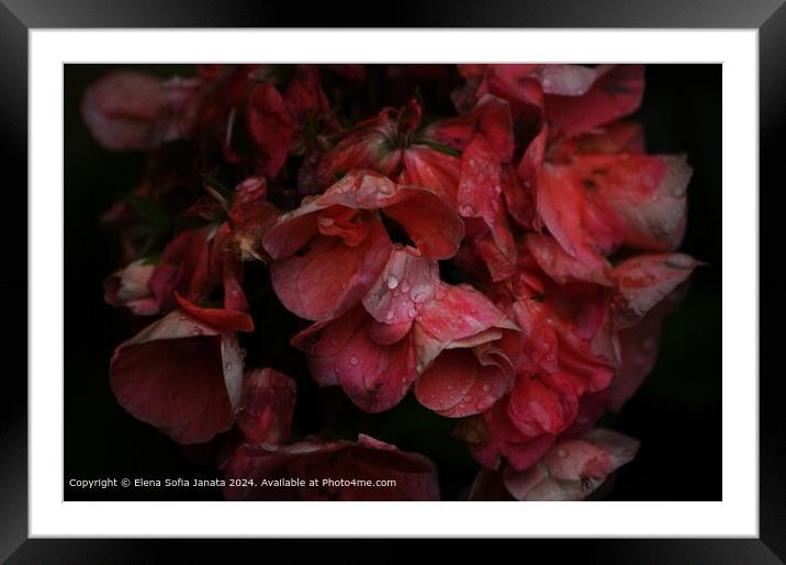 Pink Geraniums Raindrops Framed Mounted Print by Elena Sofia Janata
