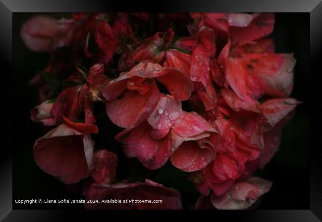 Pink Geraniums Raindrops Framed Print by Elena Sofia Janata