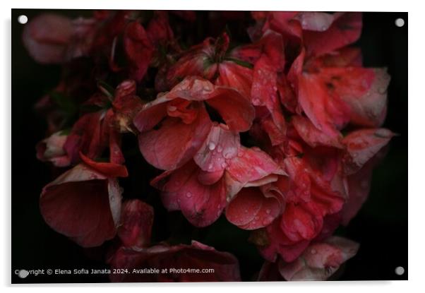 Pink Geraniums Raindrops Acrylic by Elena Sofia Janata