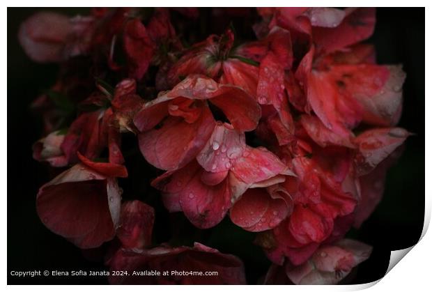 Pink Geraniums Raindrops Print by Elena Sofia Janata