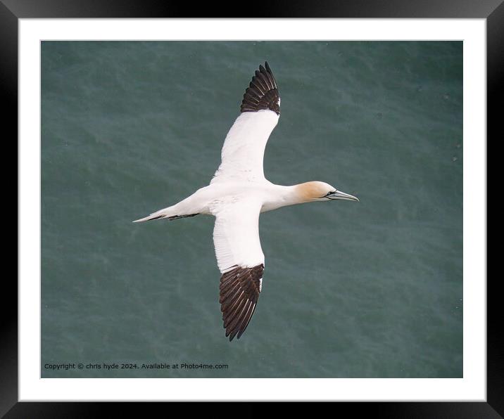 Gannet Seabird Wings: Aerial Elegance Framed Mounted Print by chris hyde