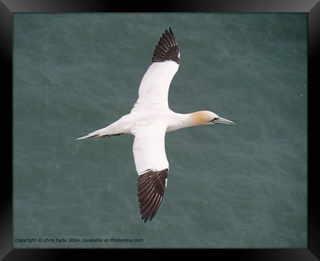 Gannet Seabird Wings: Aerial Elegance Framed Print by chris hyde