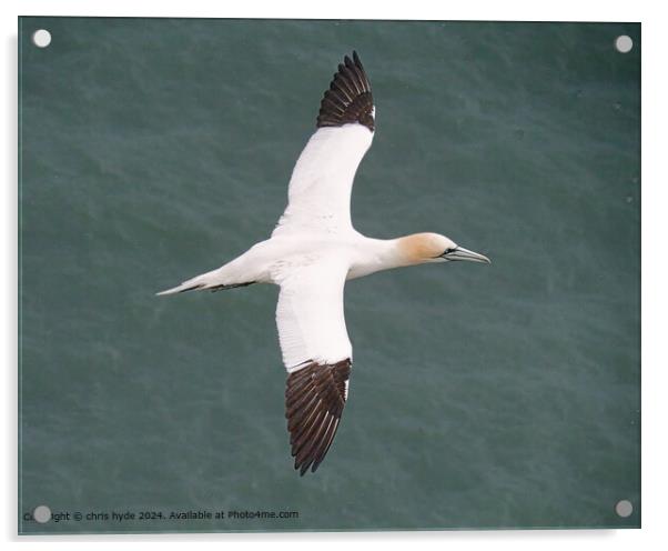 Gannet Seabird Wings: Aerial Elegance Acrylic by chris hyde