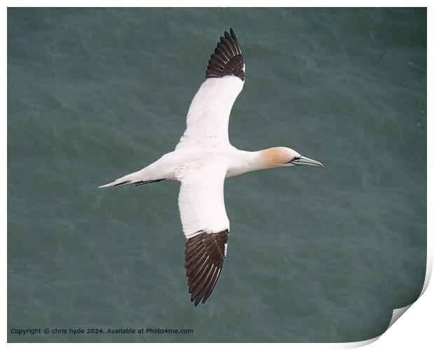 Gannet Seabird Wings: Aerial Elegance Print by chris hyde