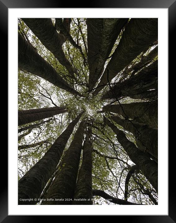 Sunlight Through Beech Trees Framed Mounted Print by Elena Sofia Janata