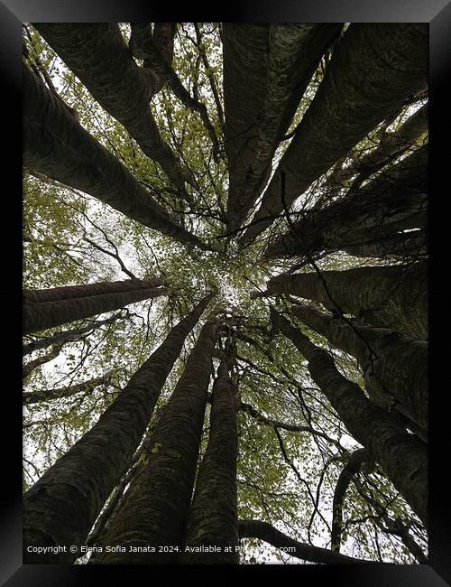 Sunlight Through Beech Trees Framed Print by Elena Sofia Janata