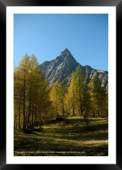 Yellow Forest at Alpe Devero Framed Mounted Print by Elena Sofia Janata