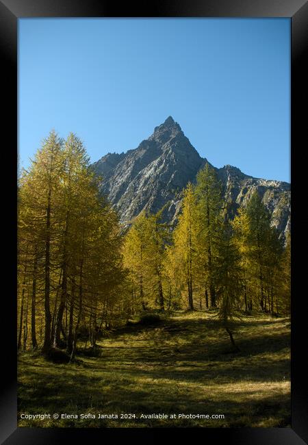 Yellow Forest at Alpe Devero Framed Print by Elena Sofia Janata