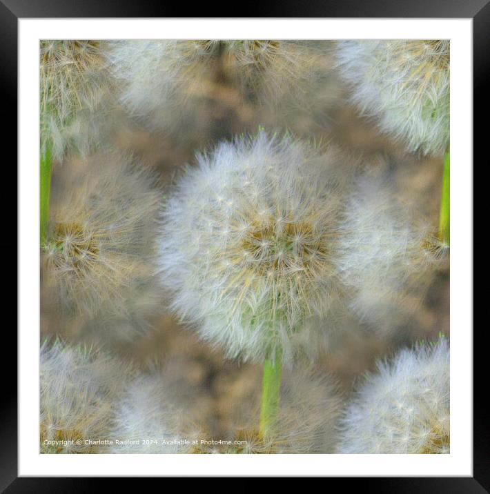Dandelion Tufts Blown in Macclesfield Framed Mounted Print by Charlotte Radford